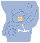 Illustration of the prostate gland