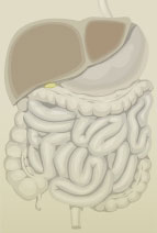 Illustration of human anatomy from the esophagus to the rectum